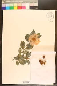 Camellia sasanqua image