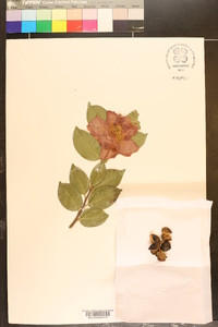 Camellia sasanqua image