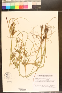 Cyperus iria image