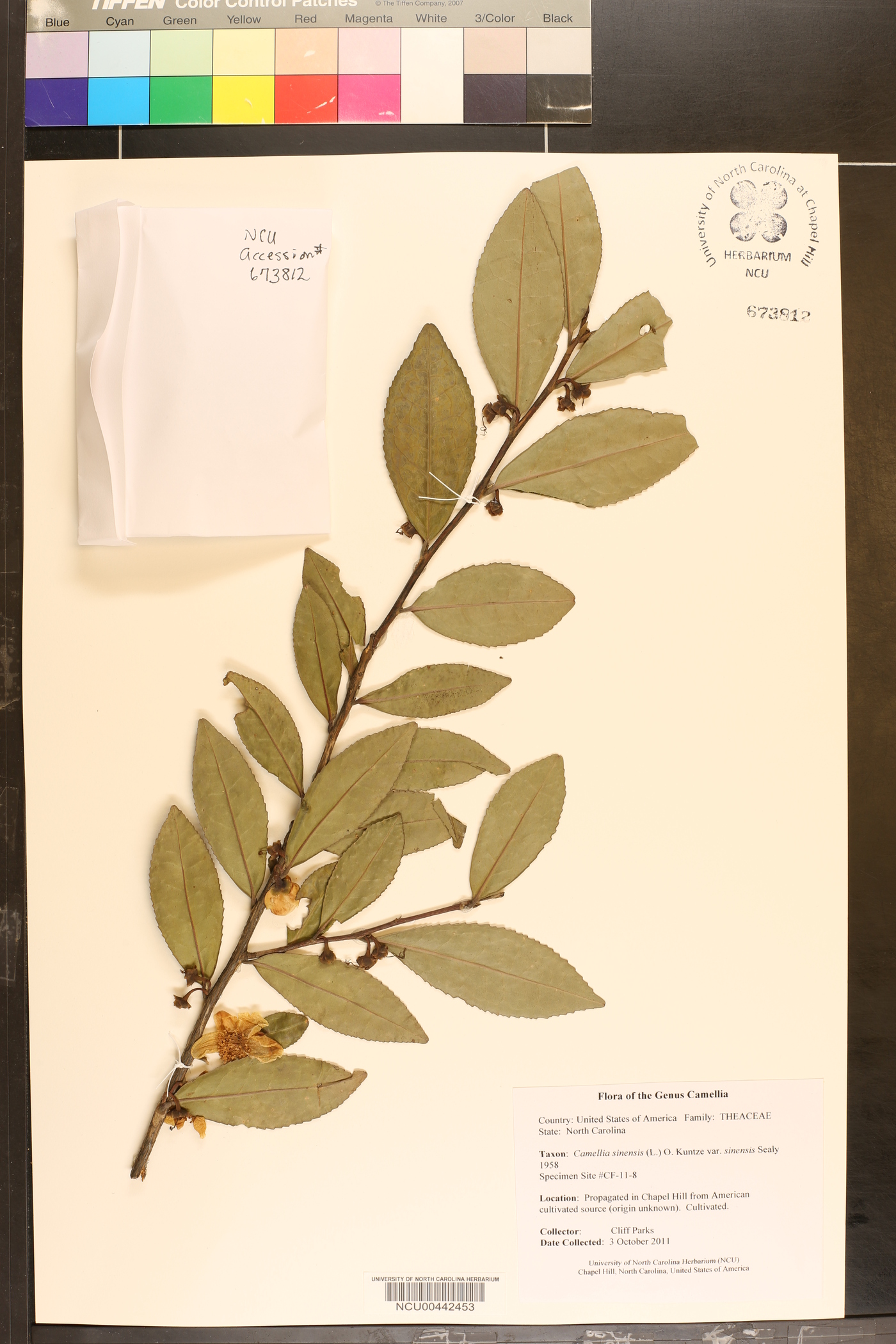 Camellia sinensis var. sinensis image