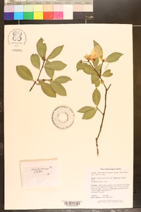 Camellia sasanqua image