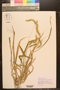 Setaria faberi image