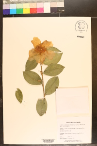 Camellia sasanqua image