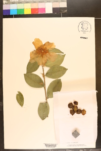 Camellia sasanqua image