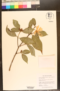 Camellia grijsii image