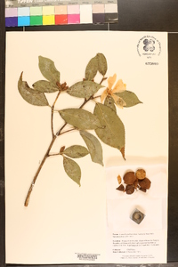 Camellia grijsii image