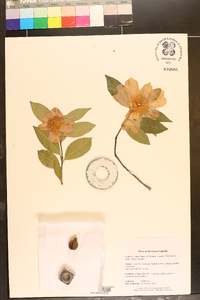 Camellia sasanqua image