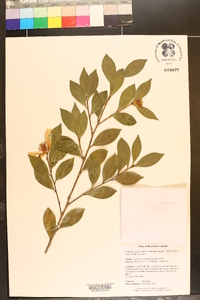 Camellia sasanqua image