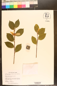 Camellia brevistyla image