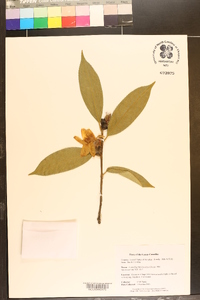 Camellia brevistyla image