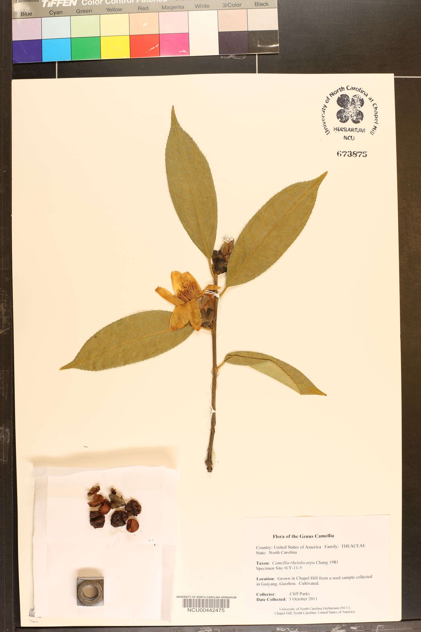 Camellia brevistyla image