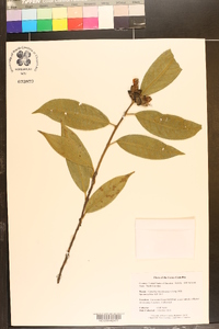 Camellia rhytidocarpa image