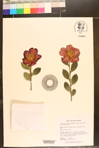 Camellia sasanqua image