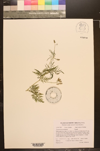 Trepocarpus aethusae image