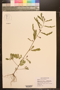 Emblica urinaria image