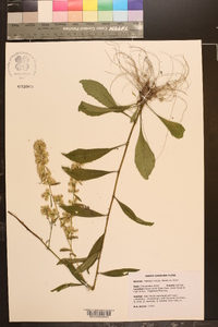 Solidago erecta image