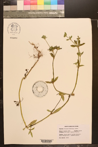 Richardia brasiliensis image