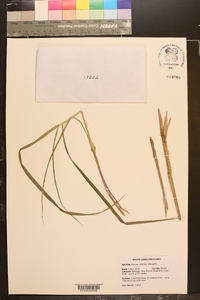 Elymus riparius image