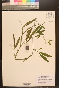 Lathyrus hirsutus image