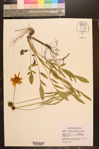 Coreopsis lanceolata image