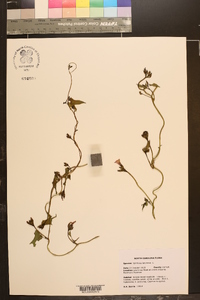 Ipomoea lacunosa image