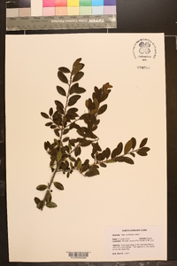 Ilex vomitoria image