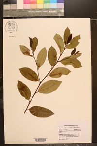 Prunus caroliniana image