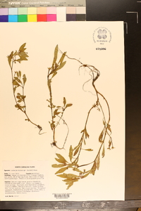 Ludwigia leptocarpa image