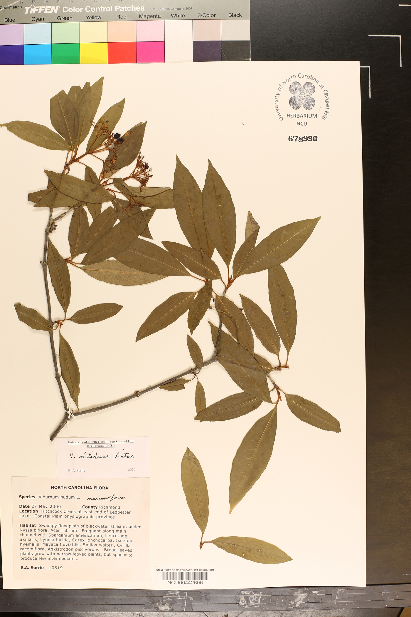 Viburnum nitidum image