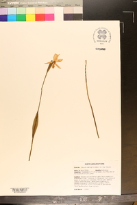 Pogonia ophioglossoides image