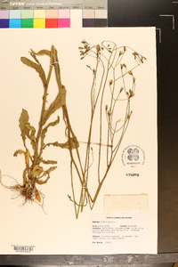 Crepis pulchra image