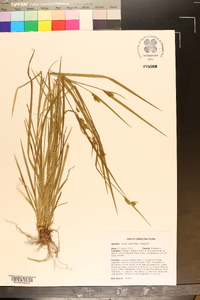 Carex crebriflora image