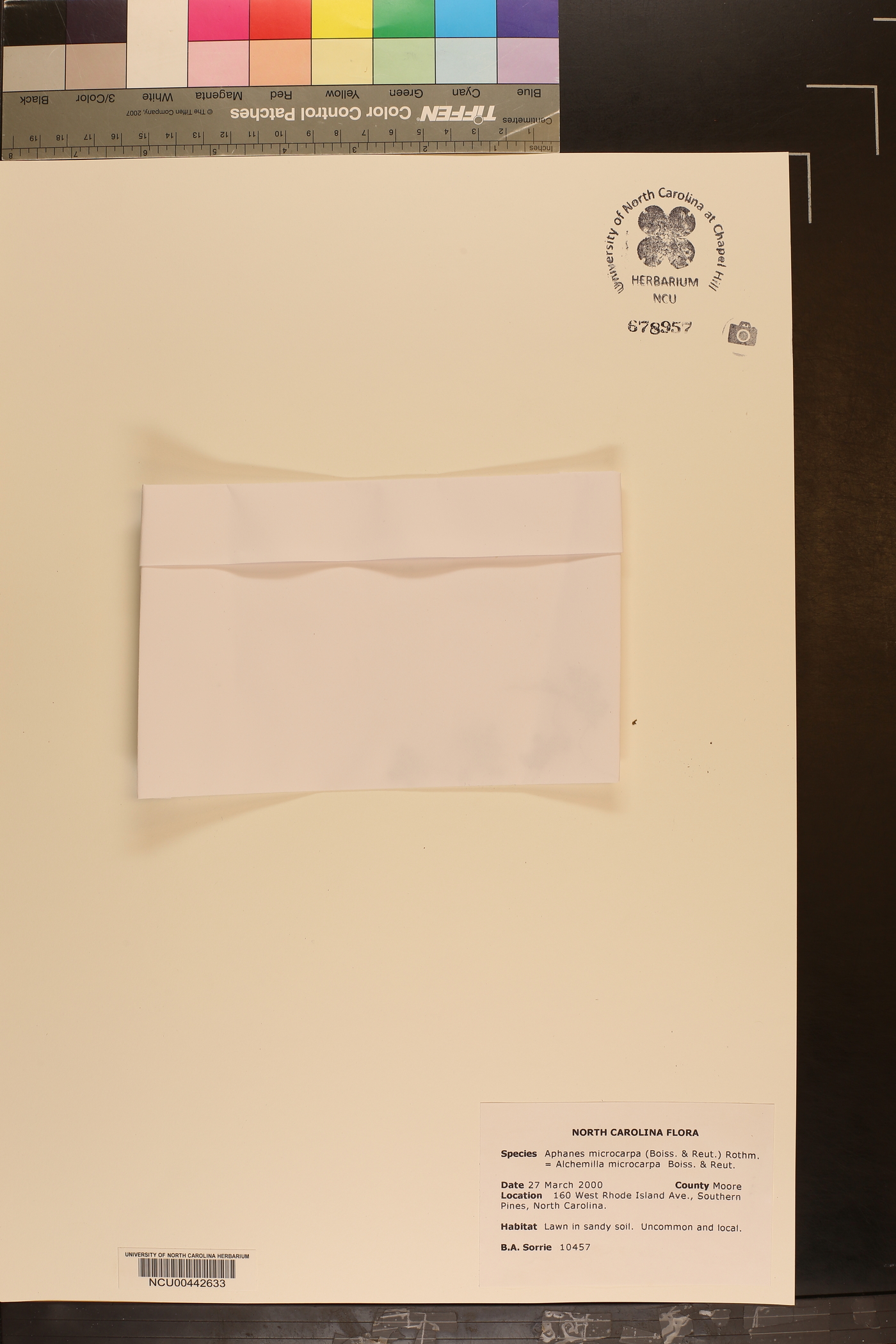 Aphanes microcarpa image