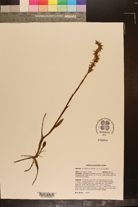 Spiranthes cernua image