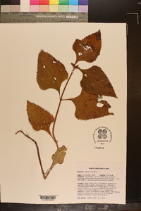 Salvia urticifolia image