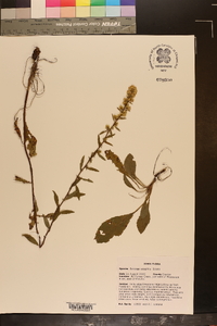 Solidago sciaphila image