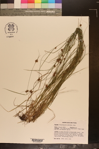 Rhynchospora gracilenta image