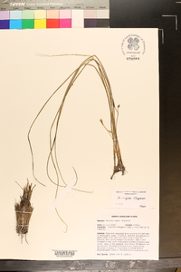 Hypoxis rigida image