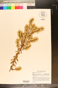 Solidago erecta image