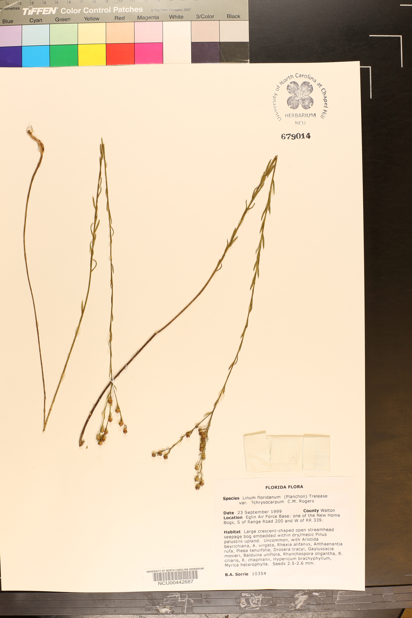 Linum floridanum var. chrysocarpum image