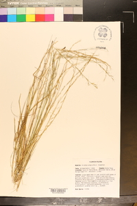 Aristida simpliciflora image