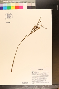 Cuscuta indecora image