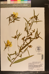 Ludwigia bonariensis image