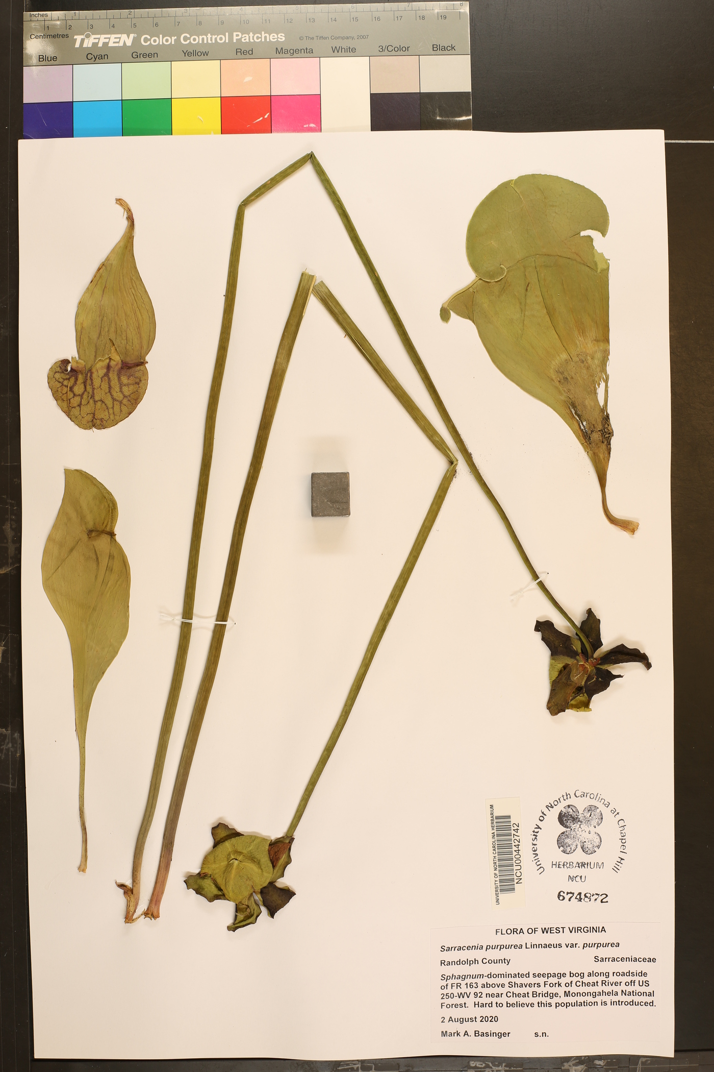 Sarracenia purpurea var. purpurea image