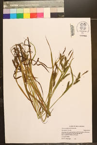 Carex scabrata image