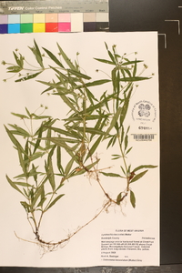 Lysimachia lanceolata image