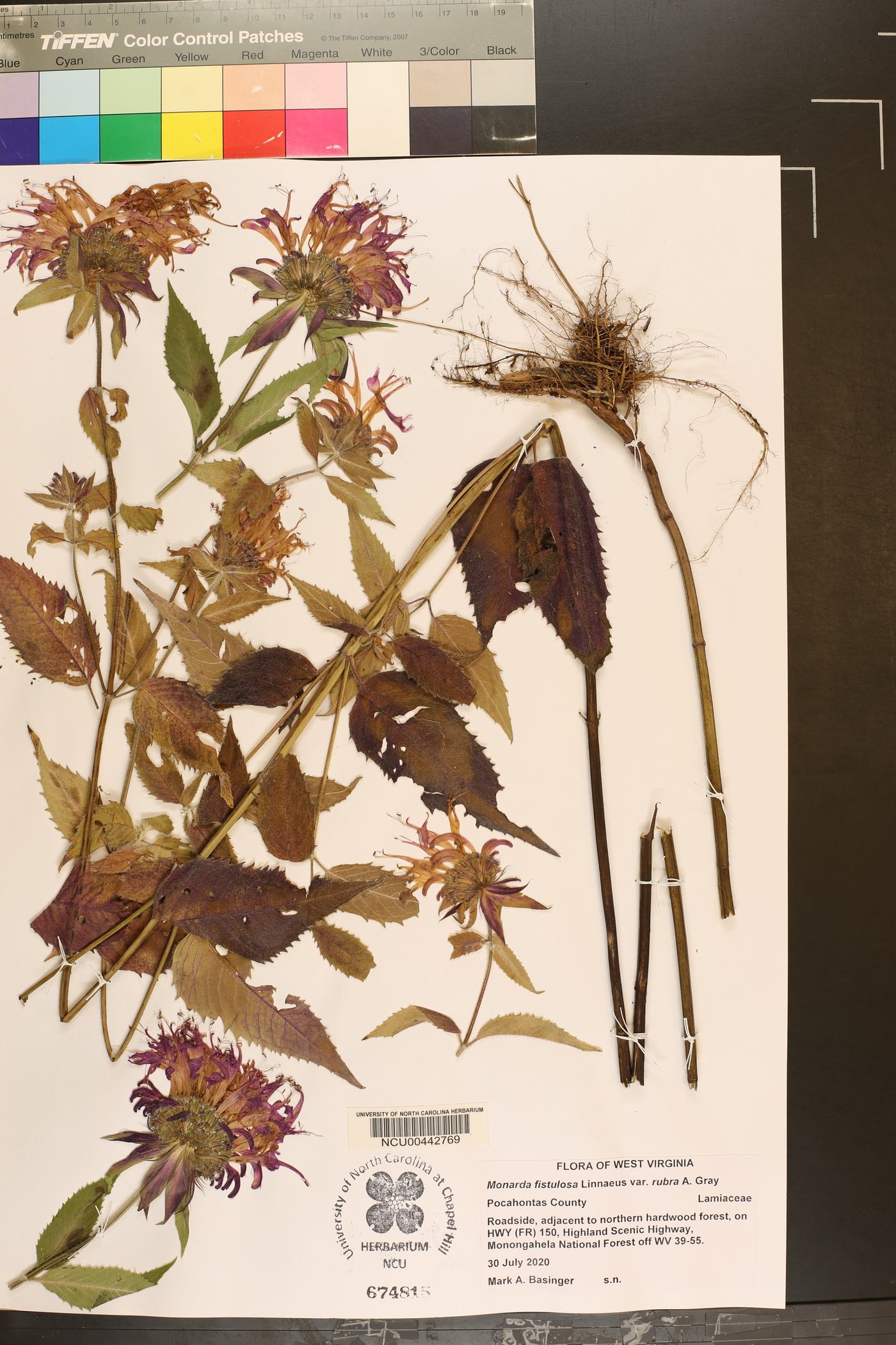 Monarda fistulosa var. rubra image