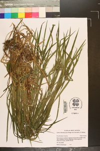 Carex intumescens var. fernaldii image