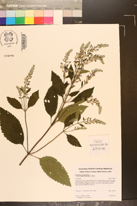 Scutellaria incana image