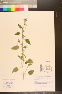 Sida cordifolia image